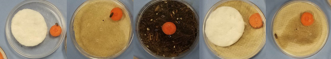Row of five plastic petri dishes, with different combinations of soil, paper towel, or cotton puff and a roly poly