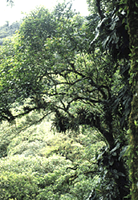 Tropical Broadleaf Evergreen Forest