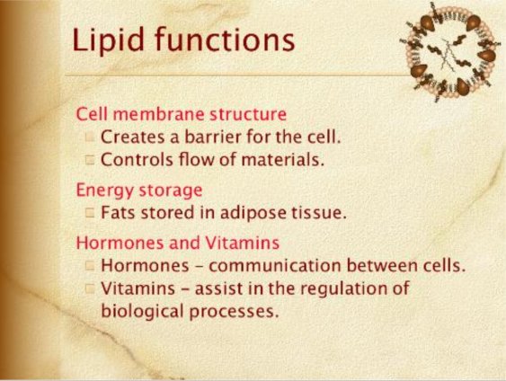 lipid functions