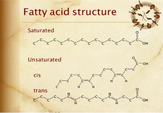 fatty acid structure
