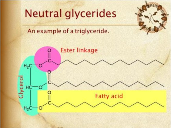 example of a triglyceride