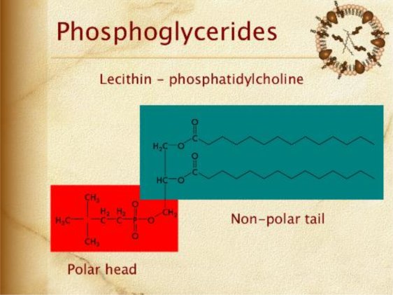 lecithin - phosphatidylcholine