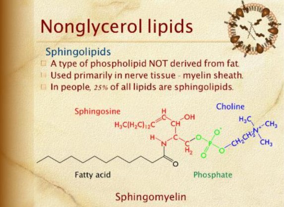 nonglycerol lipids