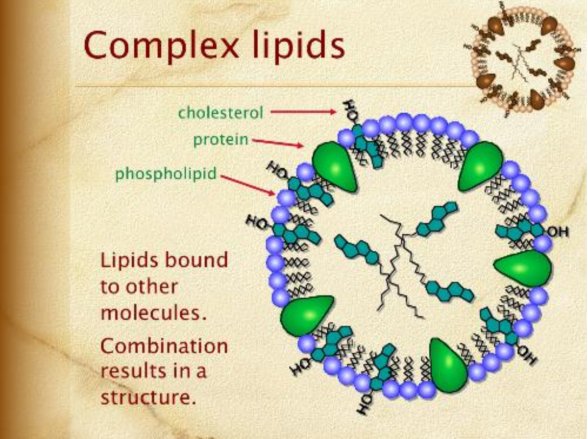 complex lipids
