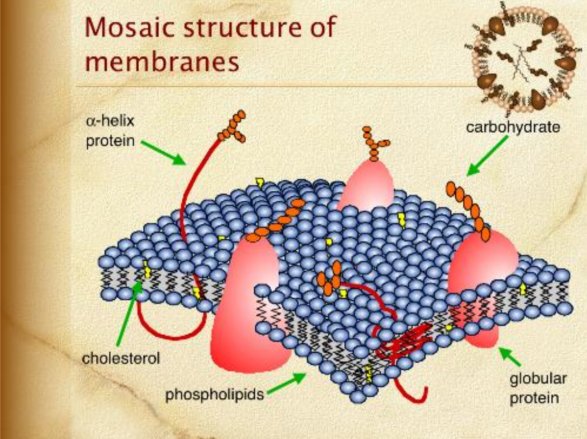 mosaic strucure of membranes