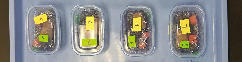 Row of four small plastic boxes, containing soil and carrots, labeled with numbers and H or L