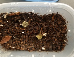 A plastic container with soil and two small circles cut from leaves laying on soil