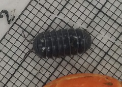 A roly poly on a mm-ruled grid